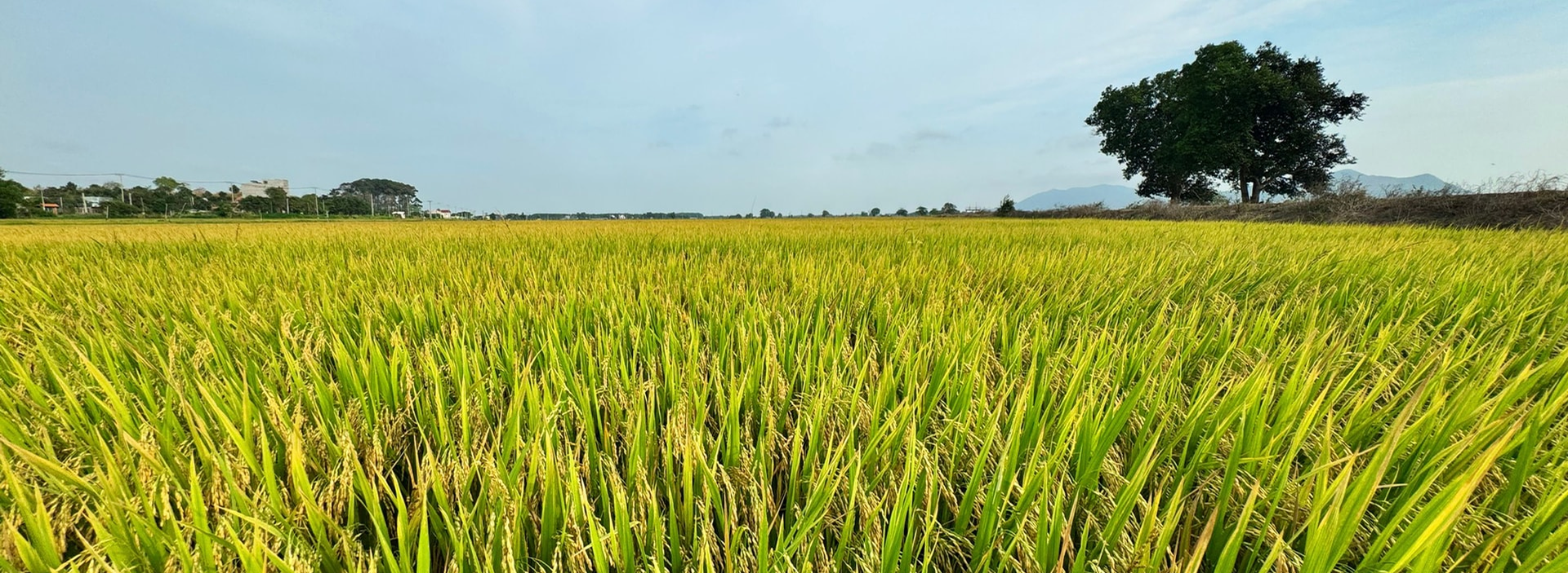 /Uploads/images/Banner/banner1.png'/Uploads/images/Banner/banner2.png'/Uploads/images/Banner/miniBanner.png'3